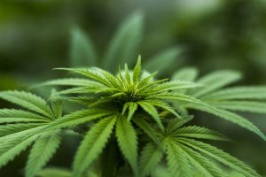 Legal Cannabis in Canada